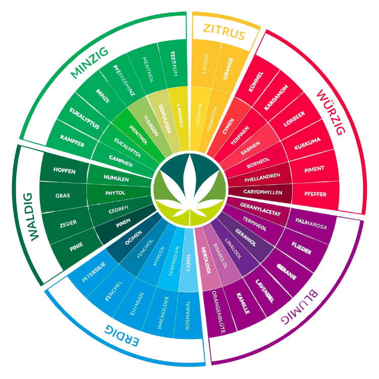Terpenrad-Grafik: Terpene bieten eine Vielfalt an Aroma- und Geschmacksprofilen.

